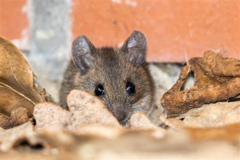 Can dead mice make you sick?