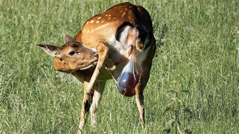 Can deer give birth in October?