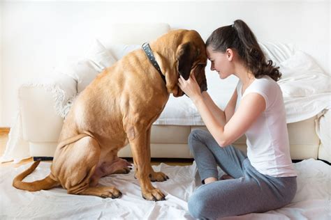 Can depression be treated with animals?