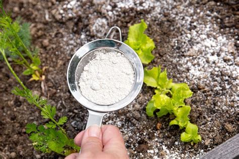 Can diatomaceous earth be used as a fertilizer?