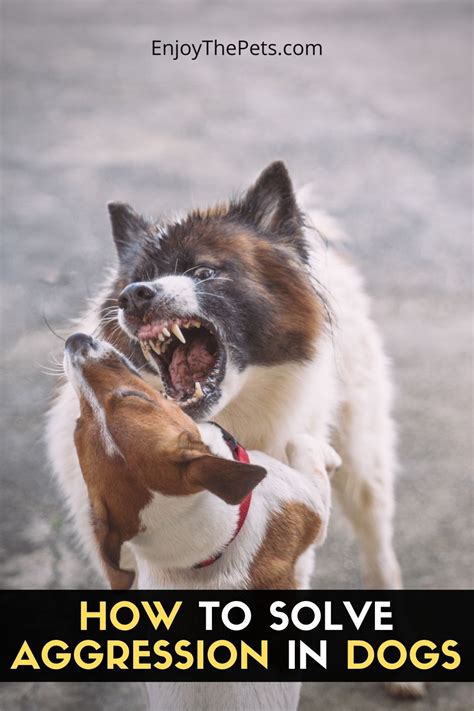 Can dog aggression be solved?