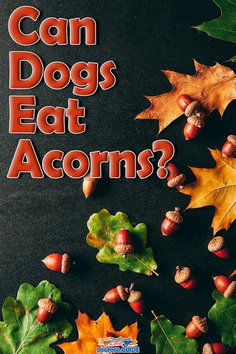 Can dog eating acorns cause diarrhea?