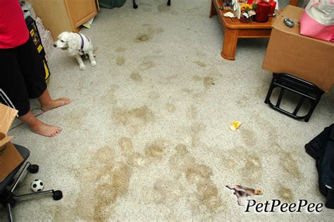 Can dog urine permanently stain carpet?