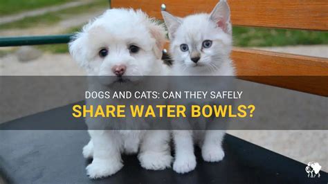 Can dogs and cats share water?