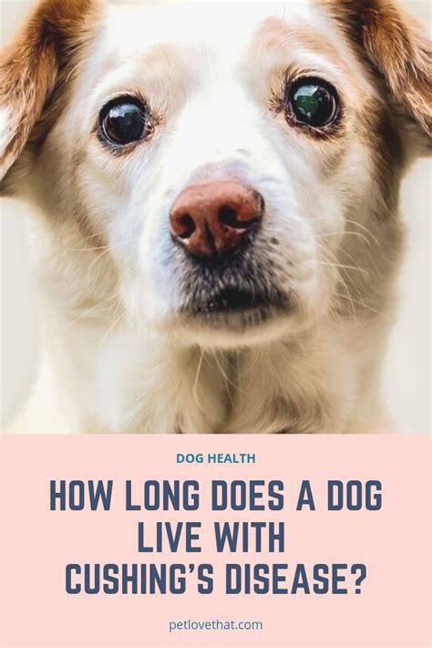 Can dogs be affected by human hormones?