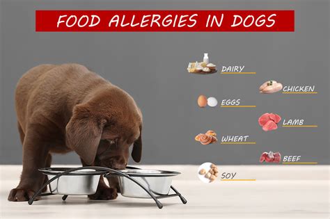 Can dogs be allergic to bread?