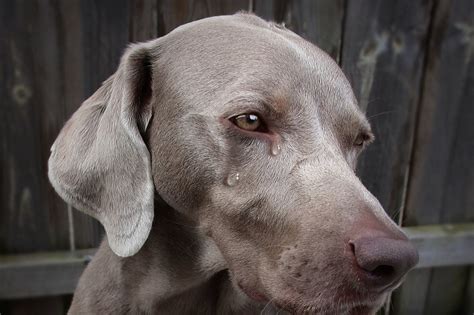 Can dogs cry from sadness?