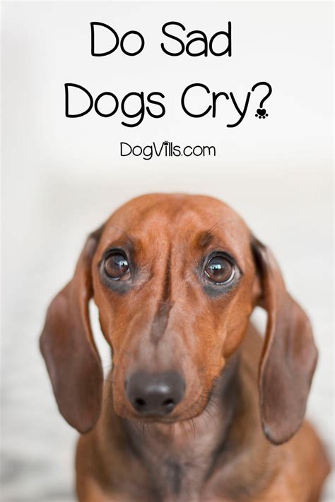 Can dogs cry when sad?