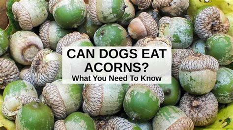 Can dogs digest acorn shells?