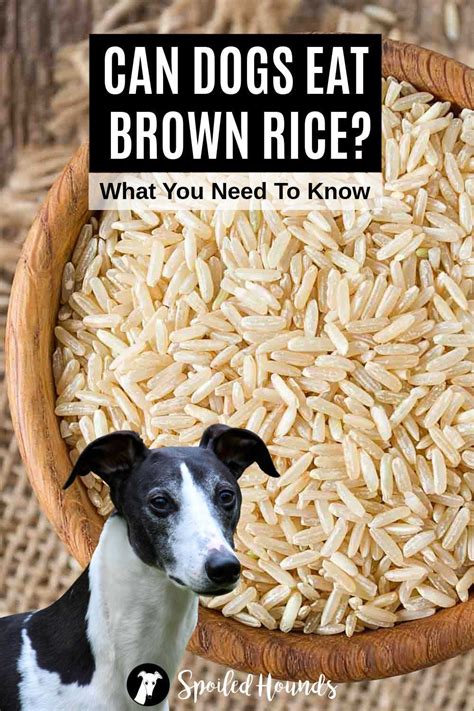 Can dogs digest rice easily?