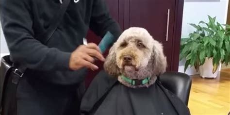 Can dogs dislike their haircut?