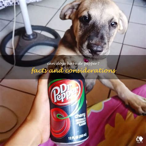 Can dogs drink Dr Pepper?