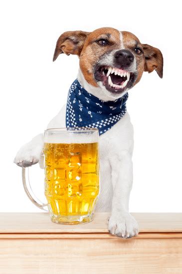 Can dogs drink a little alcohol?