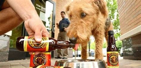 Can dogs drink a little beer?