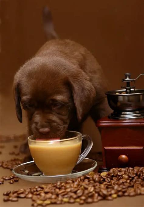 Can dogs drink a little coffee?