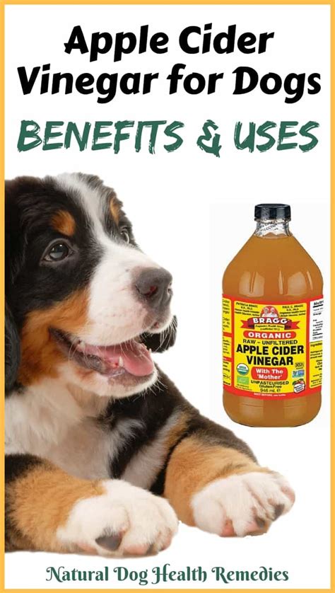 Can dogs drink apple cider vinegar in water?