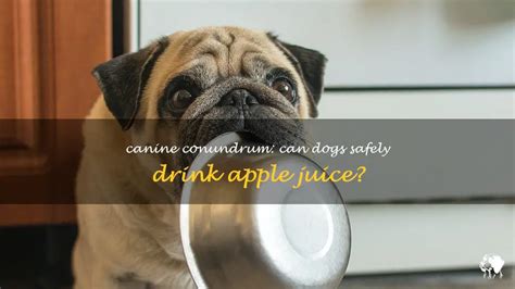 Can dogs drink apple juice?