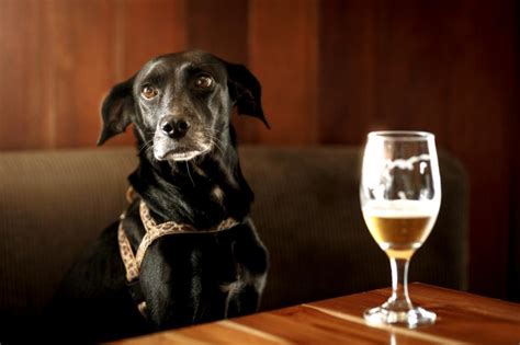 Can dogs drink beer?