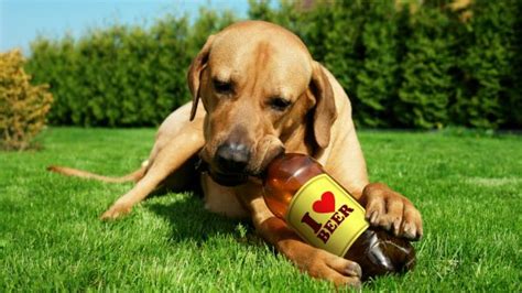 Can dogs drink beer for worms?