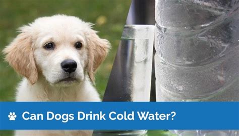 Can dogs drink cold water?