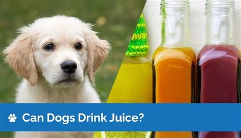 Can dogs drink juice?