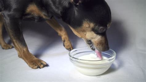 Can dogs drink milk?