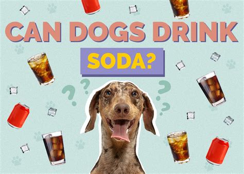 Can dogs drink soda?