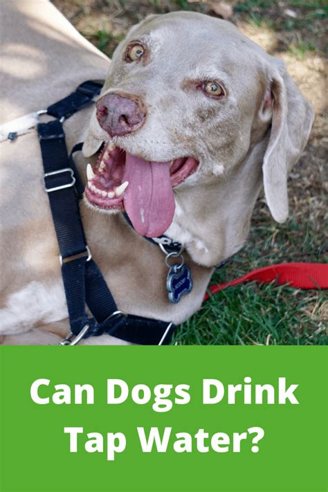 Can dogs drink tap water?