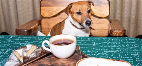 Can dogs drink tea?