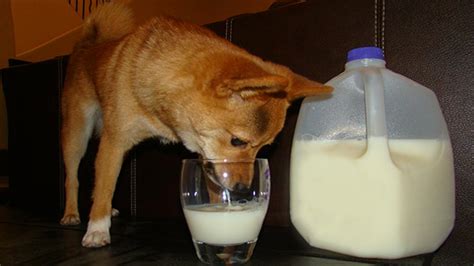 Can dogs drink warm milk?