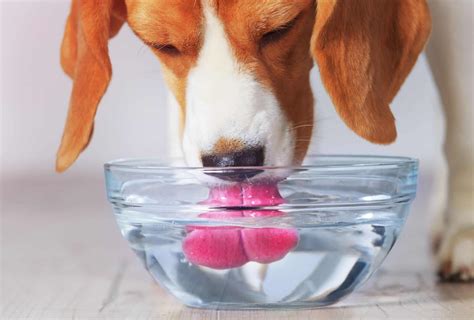 Can dogs drink water?