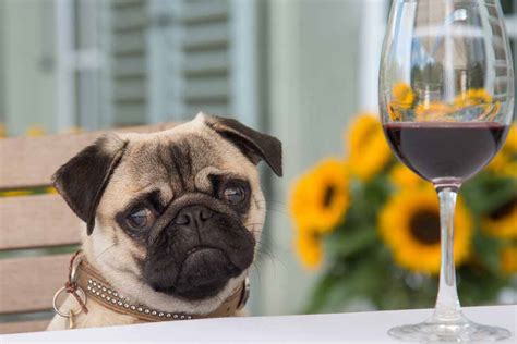 Can dogs drink wine?