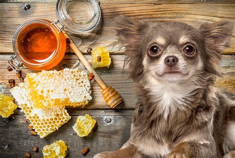 Can dogs eat 100% honey?