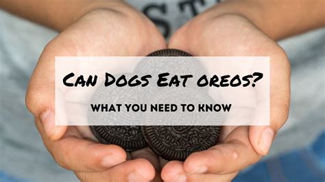 Can dogs eat Oreos?