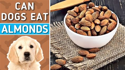 Can dogs eat almonds?