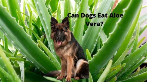 Can dogs eat aloe vera?