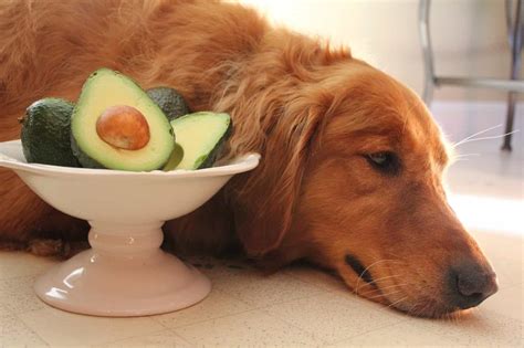 Can dogs eat avocado?