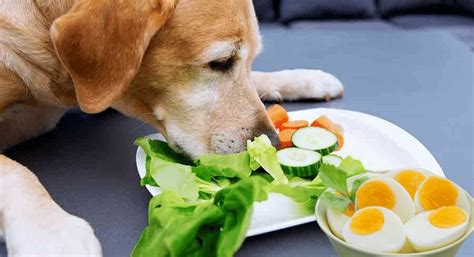 Can dogs eat boiled eggs?
