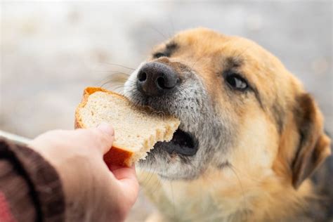 Can dogs eat bread?