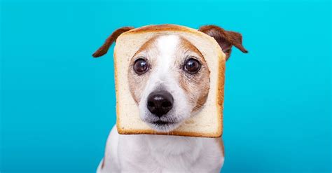Can dogs eat bread or butter?