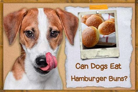 Can dogs eat burger buns?