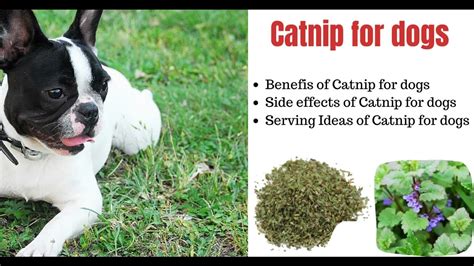 Can dogs eat catnip?