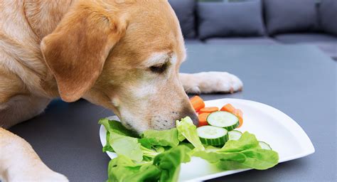 Can dogs eat cucumbers?