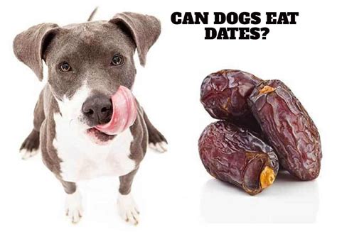 Can dogs eat dates?