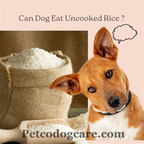 Can dogs eat dry rice?