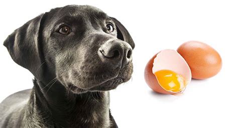 Can dogs eat egg?