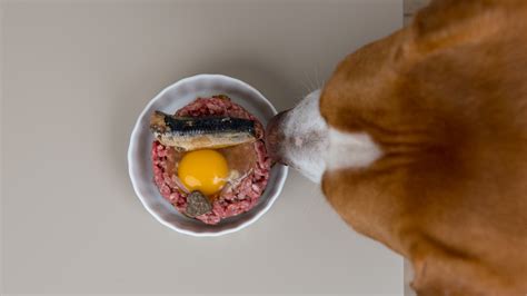 Can dogs eat eggs?