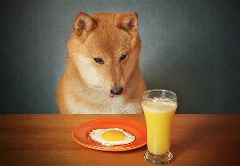 Can dogs eat eggs?