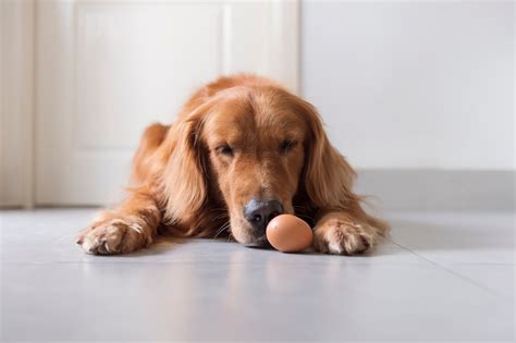 Can dogs eat eggs everyday?