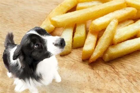 Can dogs eat french fries?